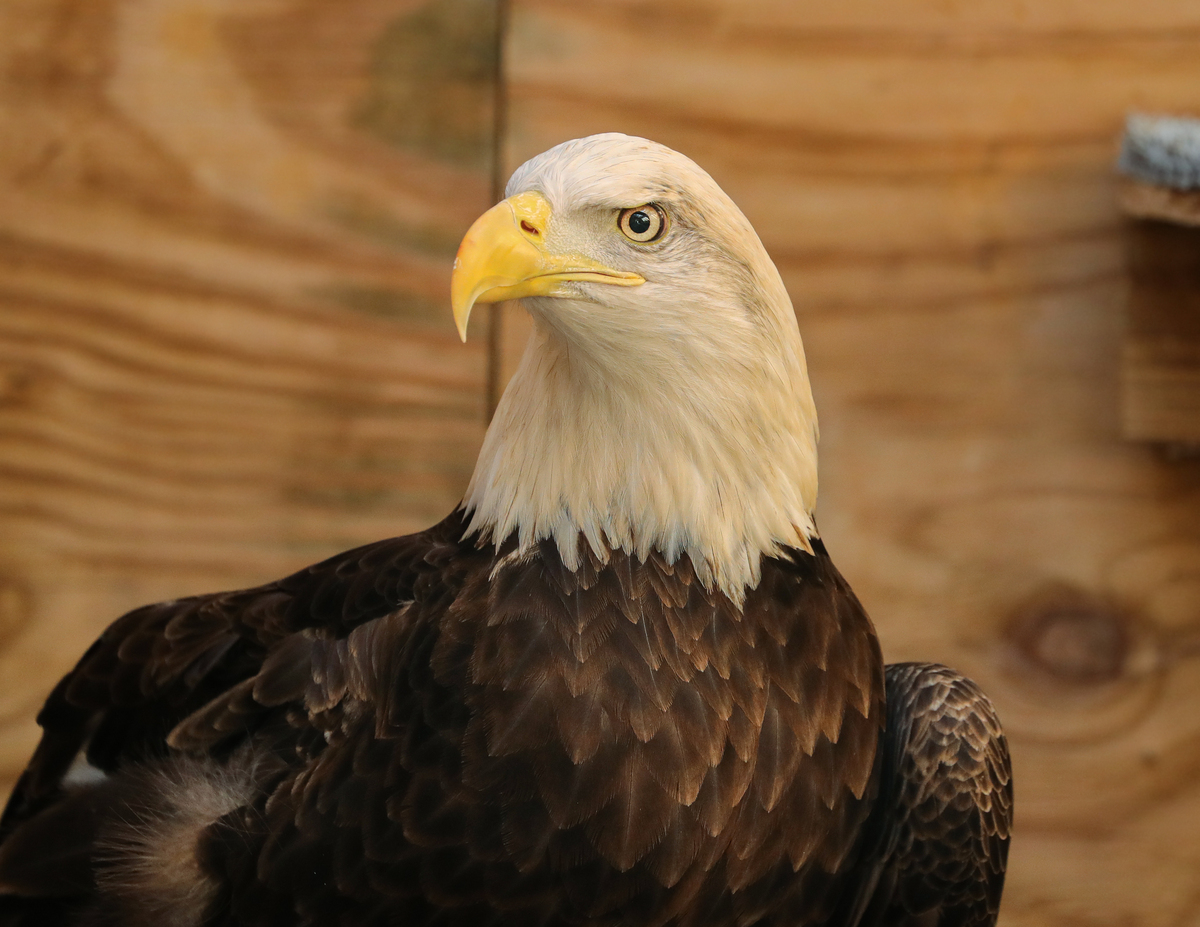 bald eagle